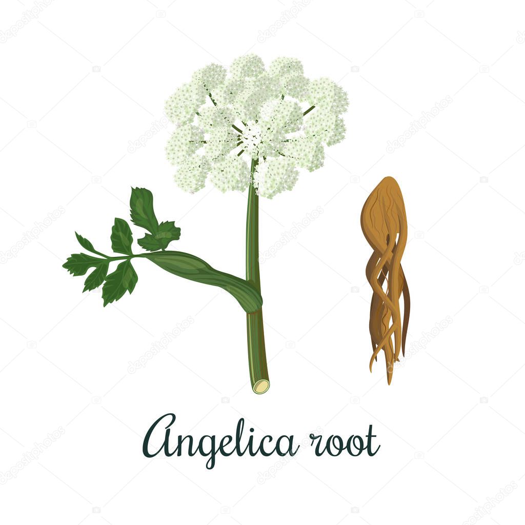 Angelica sinensis, archangelica or dong quai, or female ginseng. Flower and root. For culinary, alcohol