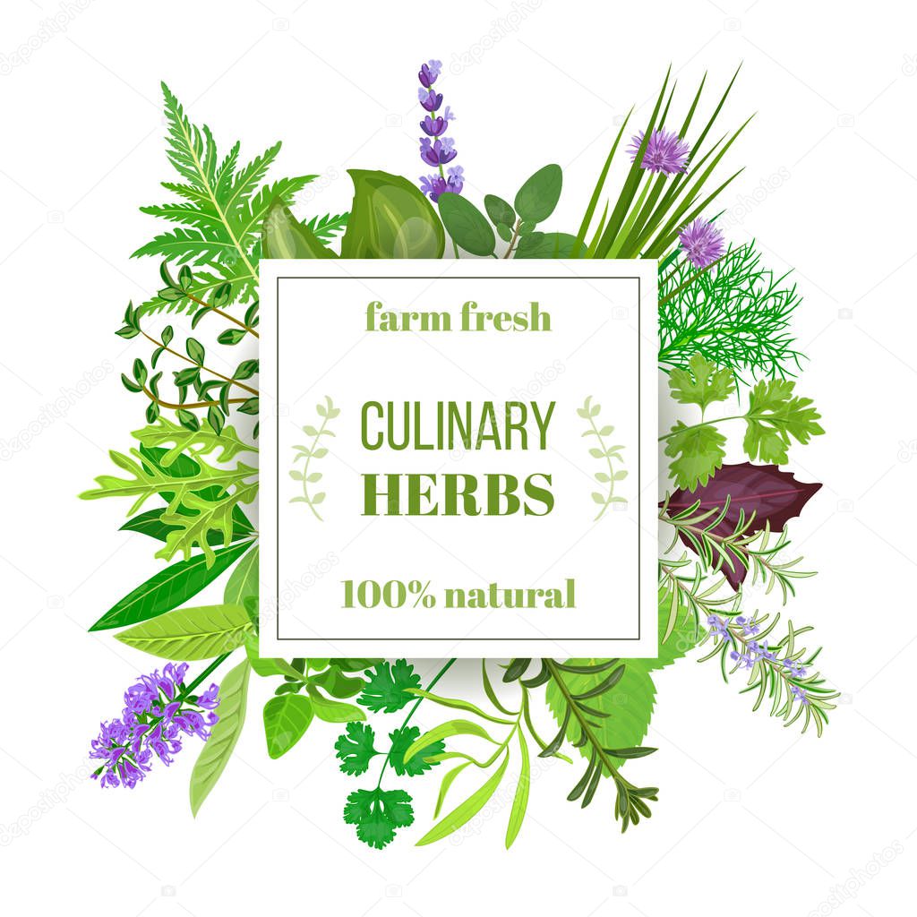Popular Culinary herbs big set with squire emblem