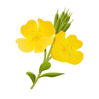 Yellow evening primrose. Sundrop, suncup or oenothera fruticose flower and leaf isolated clipart