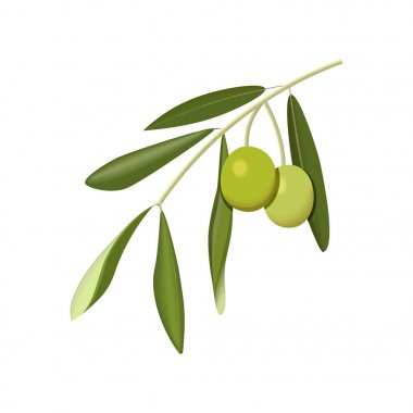 Beyaz arka planda yeşil zeytinli zeytin dalı