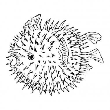 Blowfish or diodon holocanthus. Sketh illustration clipart