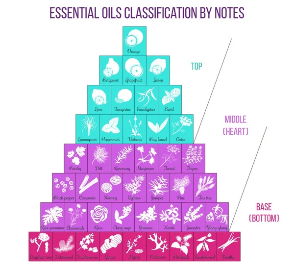 Infografías de clasificación de aromaterapia y aceites esenciales — Vector de stock