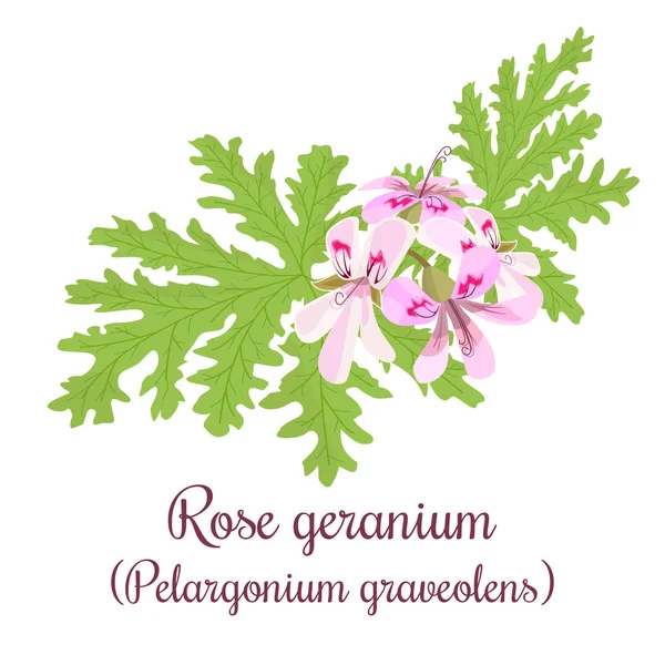 玫瑰天竺葵或天竺葵天竺葵。叶子和花 — 图库矢量图片