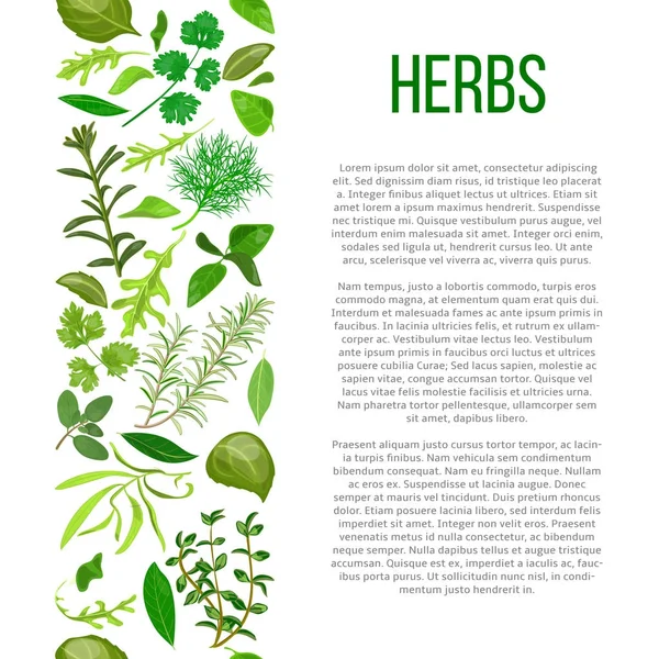 Different herbs with description text — Stock Vector