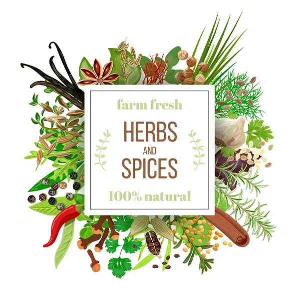 Set grande Hierbas y especias culinarias bajo el emblema del escudero — Vector de stock