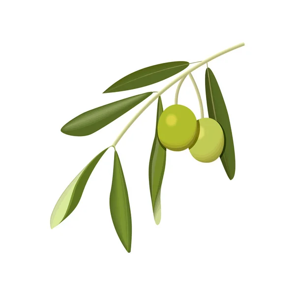 Rama de olivo con aceitunas verdes sobre un fondo blanco aislado — Vector de stock