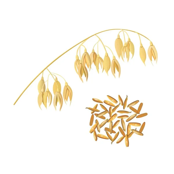 Hojas de avena de grano y salvado. Espiga dorada y maíz — Vector de stock
