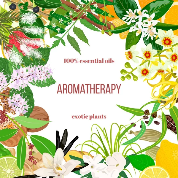 Big set of essential oil exotic plants. Ornament with text. Vanilla, cinnamon, jasmine, tea tree, bergamot, sandalwood, patchouli etc. — Stock Illustration Big set of essential oil exotic plants. Ornament with text. Vanilla, cinnamon, jasmine, tea tree, bergamot, sandalwood, patchouli etc. Stock Illustration