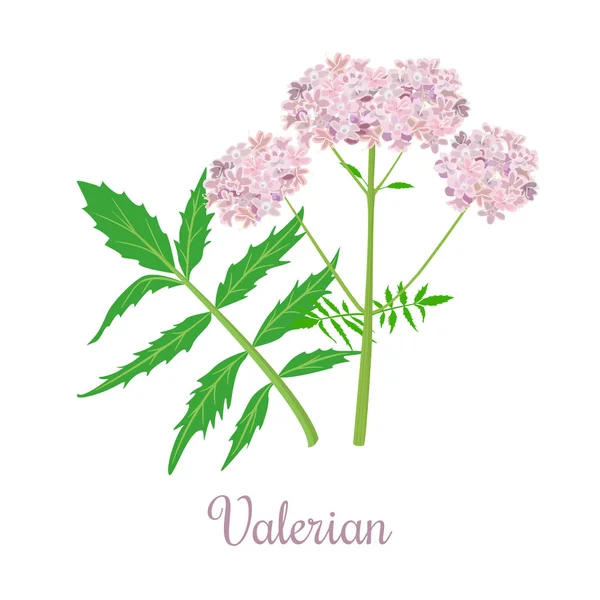 Hierba valeriana o Caprifoliaceae planta y flores — Vector de stock