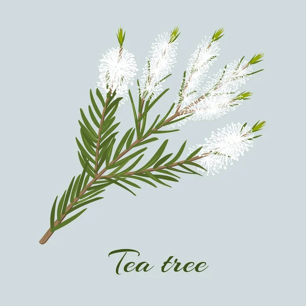 Theeboomolie of Melaleuca alternifolia bloeiend takje — Stockvector