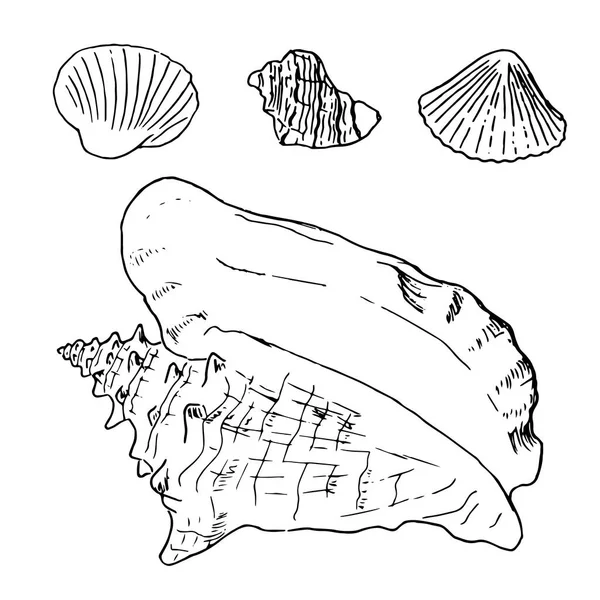 Conjunto de varias conchas de mar de moluscos hermosos, ilustración de boceto — Archivo Imágenes Vectoriales