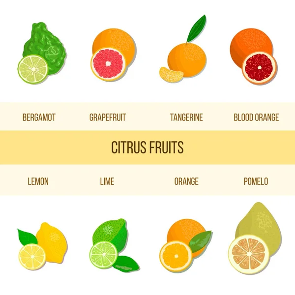 Свежий набор цитрусовых. Бергамот, лимон, грейпфрут, лайм, мандарин, помело, апельсин, кровавый апельсин с ломтиками — стоковый вектор