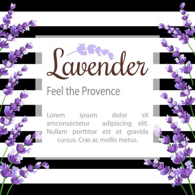 Lavanta kartı çiçekli. Provence mor lavanta Vintage etiketle.