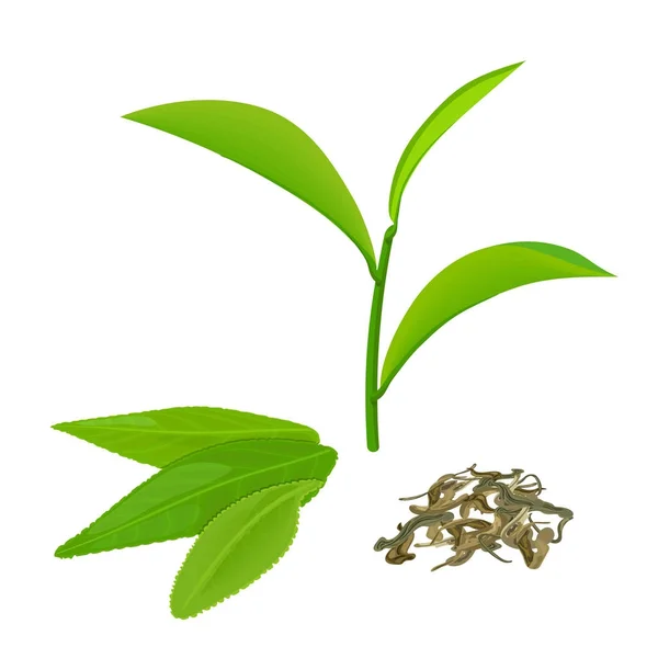 Hojas de té verde y ramita, té fermentado, aislado sobre fondo blanco — Vector de stock