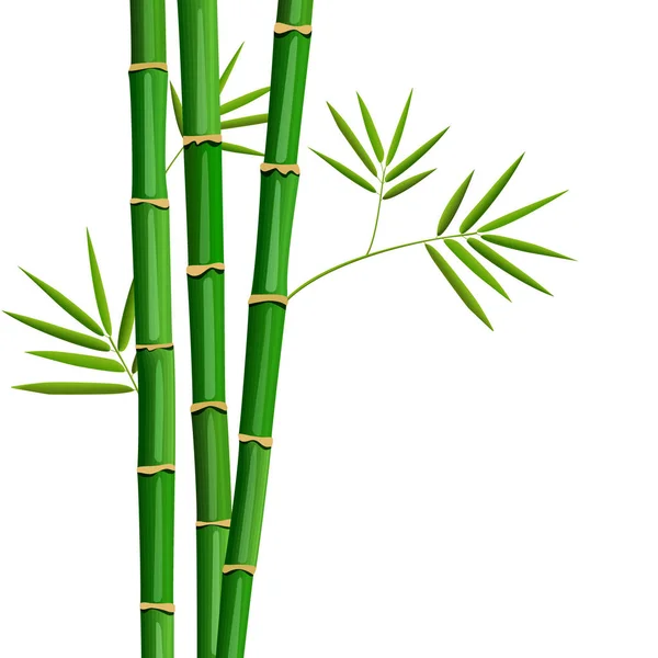 Frischer Bambusbaum und Blätter isoliert auf weiß — Stockvektor