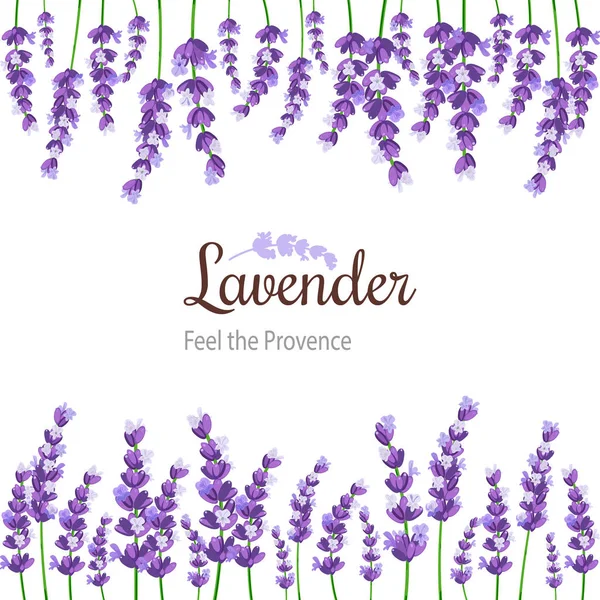 Carte de lavande avec des fleurs. Étiquette vintage avec provence lavande violette . — Image vectorielle