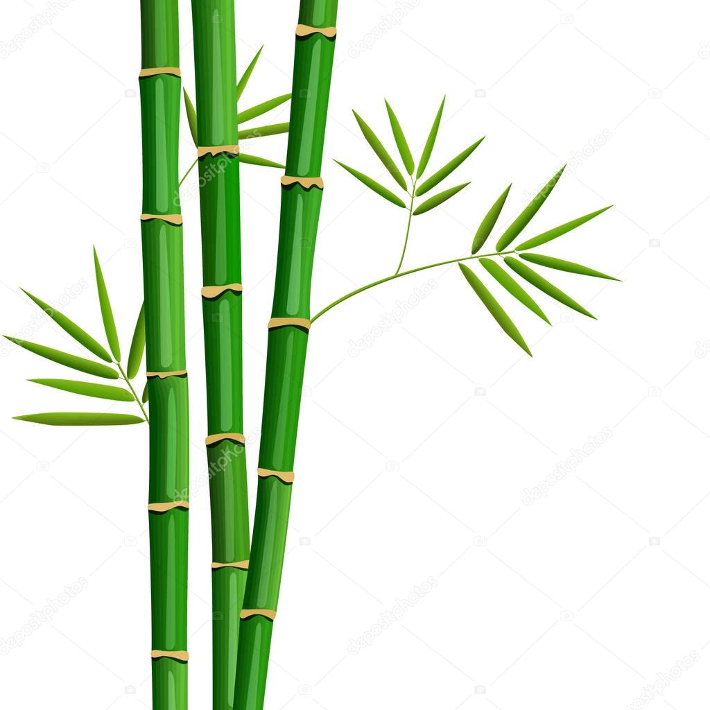 Fresh bamboo tree and leaves isolated on white
