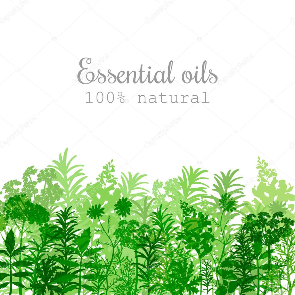 Popular essential oil plants label set in green color