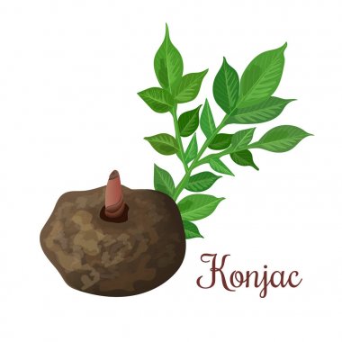 Konjac, fil Yam veya konnyaku patates, Şeytan'ın dil,