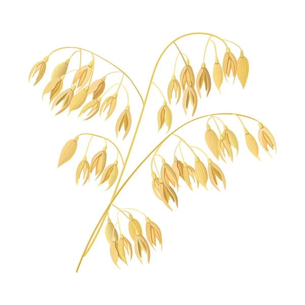 Orejas de trigo, cebada. Cereal 3d vector icono. Granos y orejas. Tiempo de cosecha semillas y plantas — Vector de stock