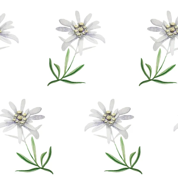 Edelweiss květina symbol alpinismu Alpy Německo logo set — Stock fotografie