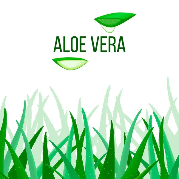 Vetor de Aloe Vera. fatias e planta. Aloe barbadensis Moinho, cacto das estrelas, Aloe, Aloin, Jafferabad ou Barbados —  Vetores de Stock