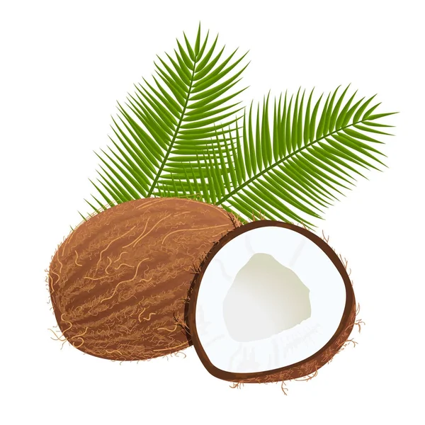 Kokosnüsse mit Palmblättern. ganz und rissig. isoliert auf weißem Hintergrund. Realistisches 3D — Stockvektor