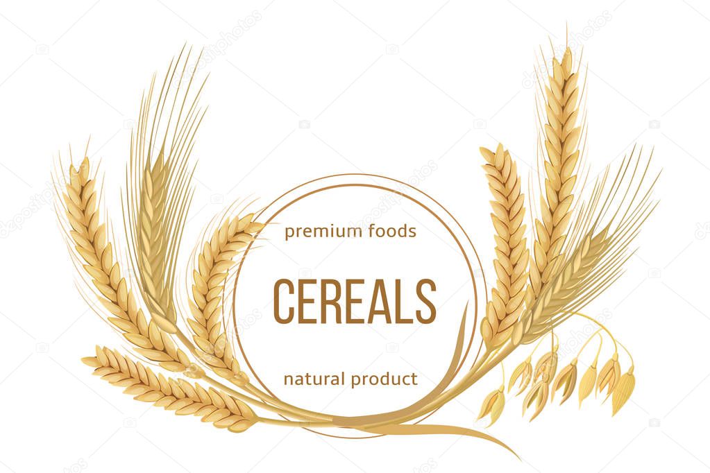 Wheat, barley, oat and rye set. Four cereals spikelets with ears, sheaf and text premium foods, natural product