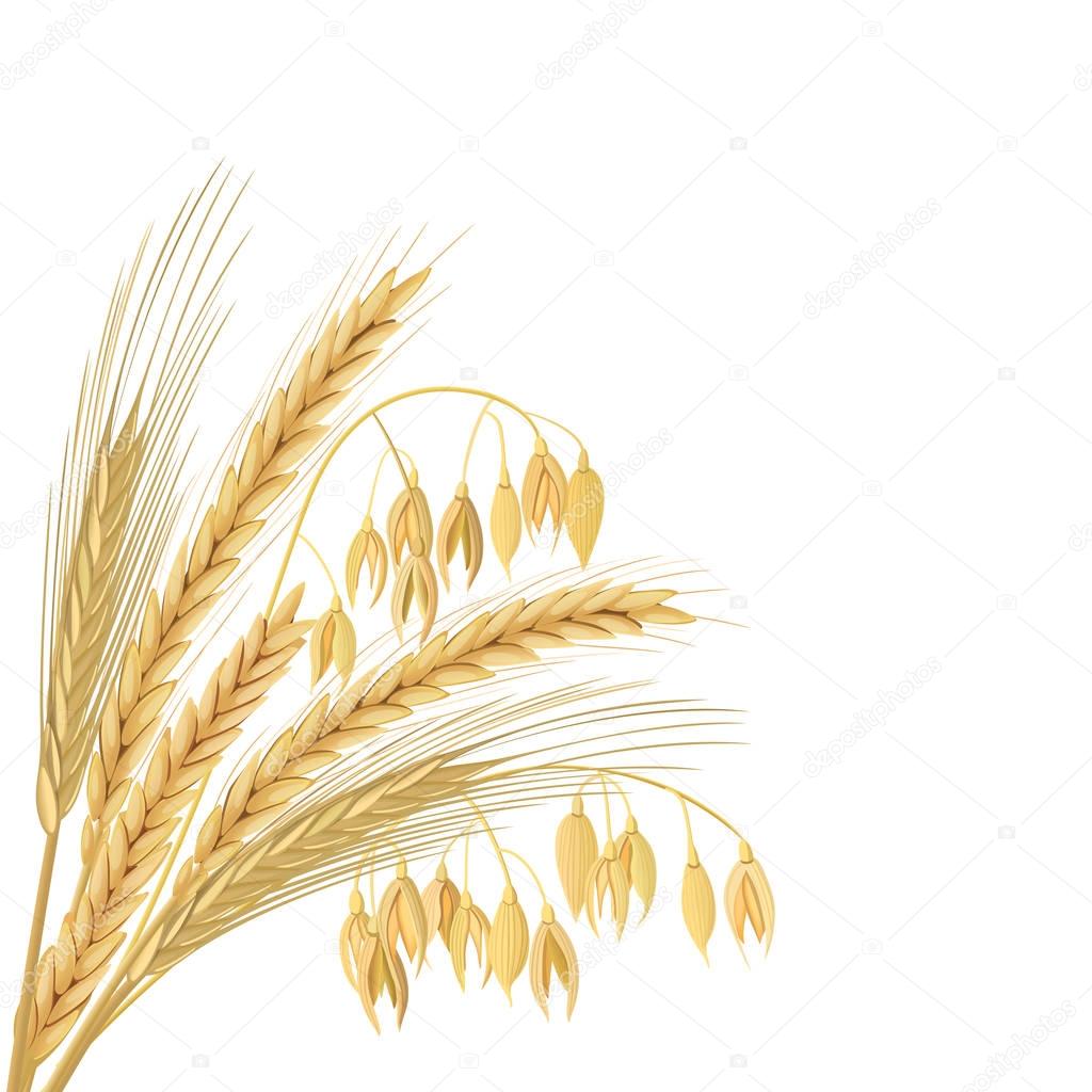 Four cereals grains with ears, sheaf. Wheat, barley, oat and rye set.