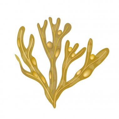 Bladderwrack yosun - Fucus vesiculosus. Deniz bitki. izole
