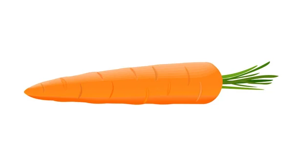 Zanahoria jugosa fresca madura con tallo verde corto aislado. De cerca. ilustración vectorial — Vector de stock