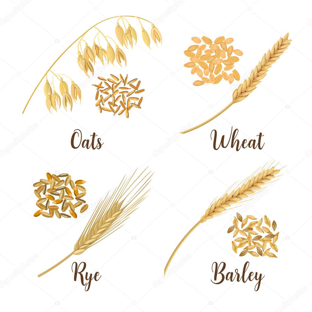 Wheat, barley, oat and rye. Cereals 3d icon vector set. Four cereals grains and ears