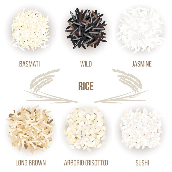 Diversi tipi di chicchi di riso isolati su fondo bianco. Basmati, selvatico, gelsomino, marrone lungo, arborio, sushi — Vettoriale Stock
