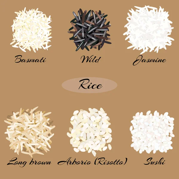 Diferentes tipos de arroz . — Vector de stock