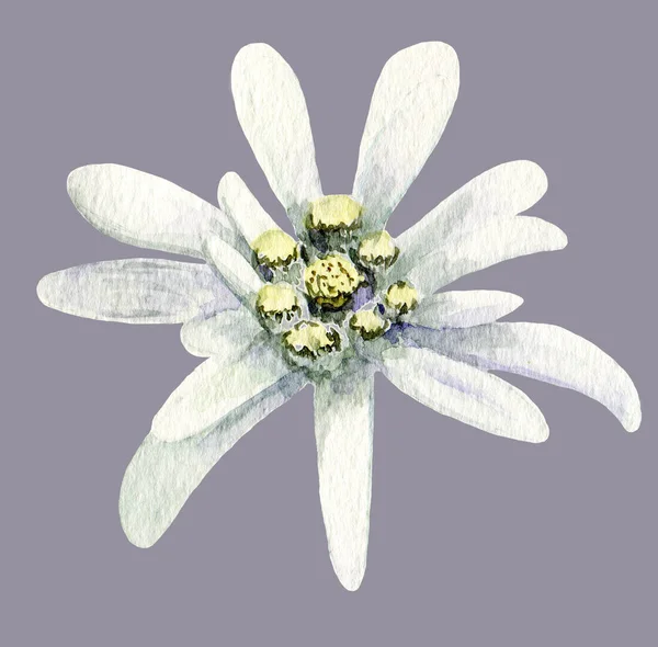 Edelweiss çiçek. El yapımı suluboya resim illüstrasyon beyaz arka plan üzerinde. — Stok fotoğraf