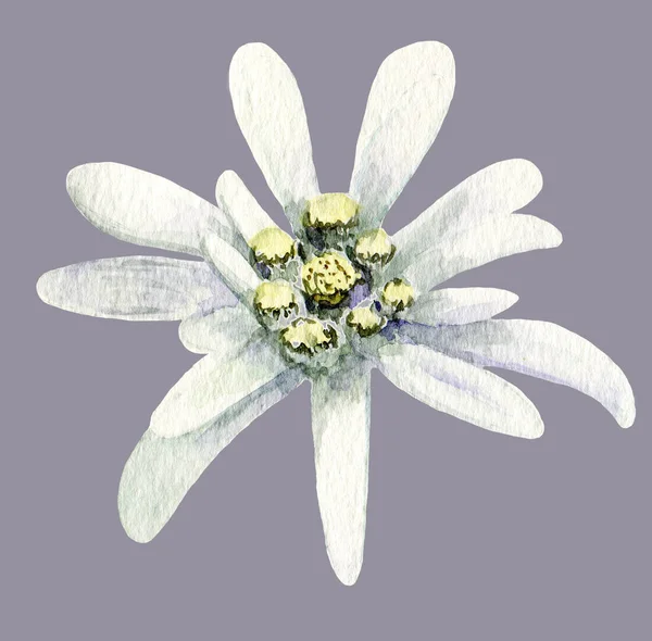 1 295 Edelweiss Flower Stock Photos Free Royalty Free Edelweiss Flower Images Depositphotos