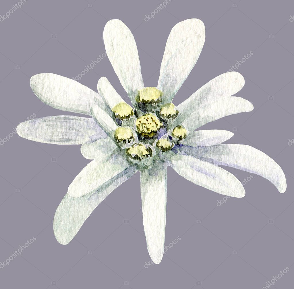 Edelweiss flower. Handmade watercolor painting illustration on white background.