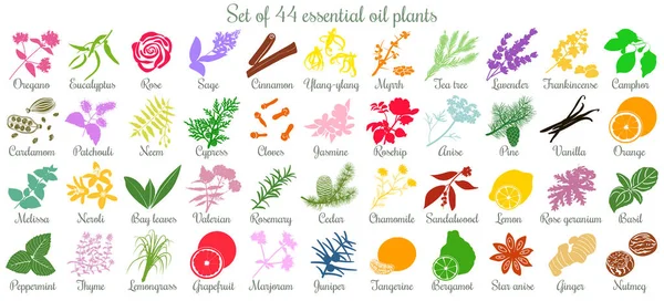 Grande conjunto de 44 plantas de óleo essencial. estilo plano, colorido — Vetor de Stock