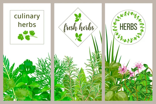 Farm fresh cooking herbs. Set of culinary cards. Greenery, basil, vector icon, Hydroponik — Stock Vector