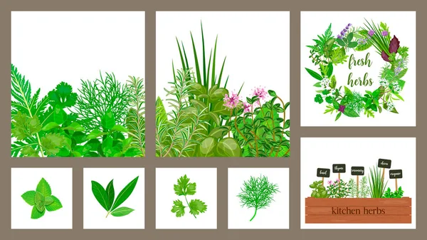 Wooden crate of farm fresh cooking herbs in wooden box. Set of cards. Gardening. Hydroponik — Stock Vector