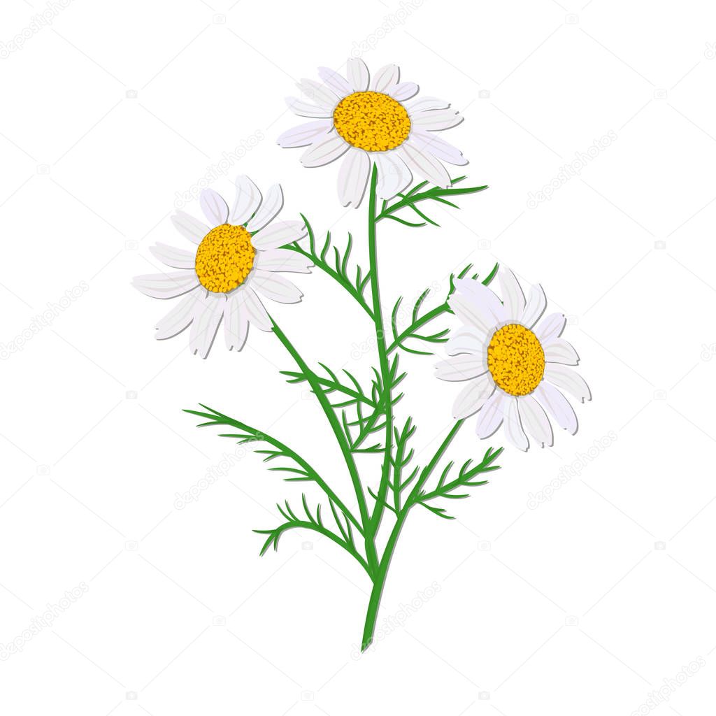 Daisy or chamomile. Wildflower isolated with stem. Design for invitation, wedding