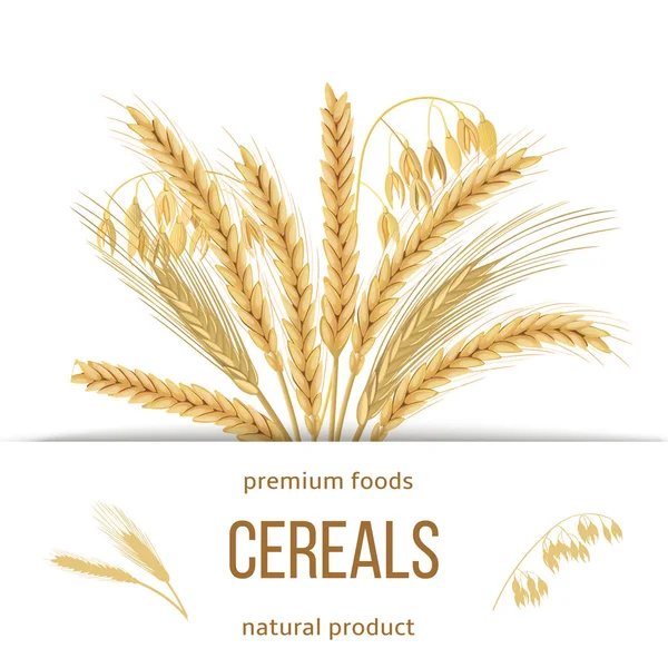 Trigo, cevada, aveia e centeio. Quatro grãos de cereais com espigas, bainha e alimentos premium de texto, produto natural —  Vetores de Stock