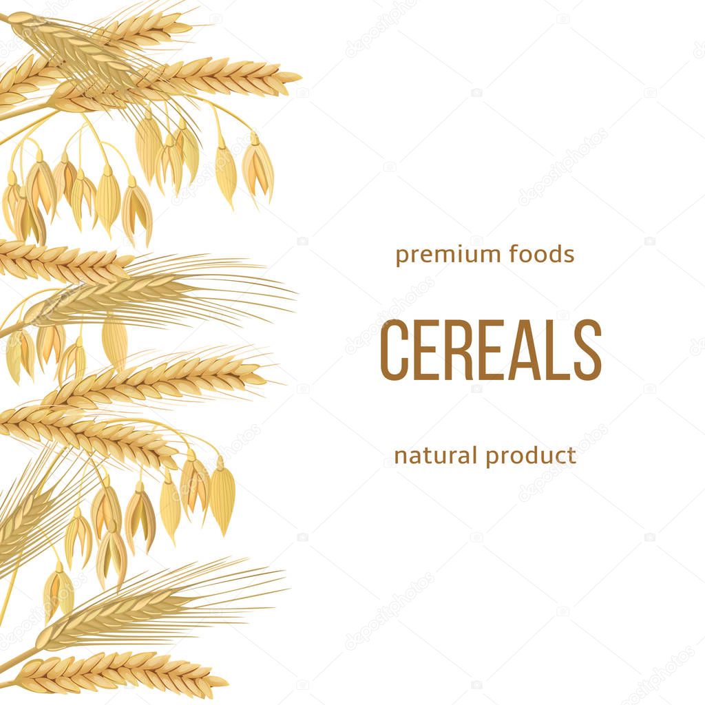 Wheat, barley, oat and rye set. text premium foods, natural product. Four cereals grains with ears, sheaf