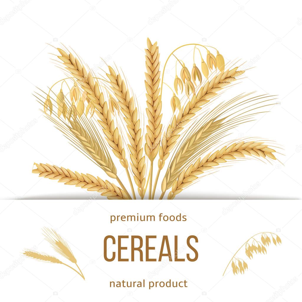Wheat, barley, oat and rye set. Four cereals grains with ears, sheaf and text premium foods, natural product