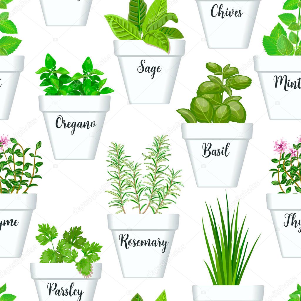 Big icon seamless pattern vector set of culinary herbs in white pots with labels. Green growing basil, sage, rosemary,