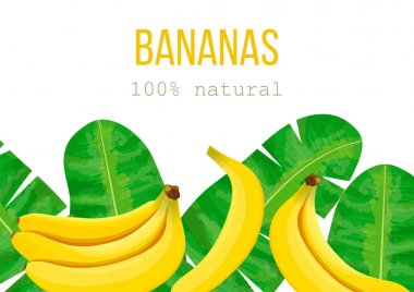 Muz ve tropikal palmiye yaprakları, yoğun orman. Vektör çizim tropic motifi. metin yüzde 100 doğal