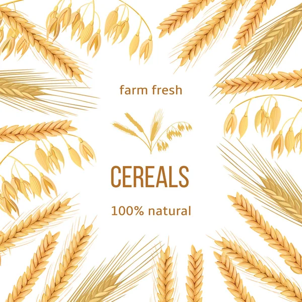 Trigo, cebada, avena y centeno. Cuatro granos de cereales y espigas. Etiqueta redonda, texto — Vector de stock