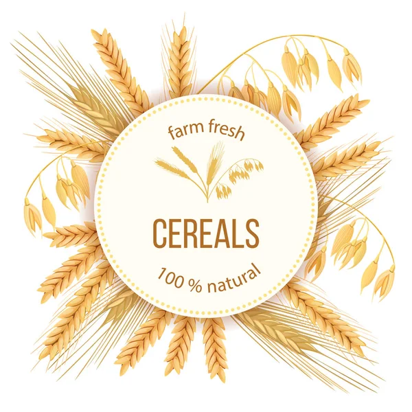 Trigo, cebada, avena y centeno. Cuatro granos de cereales y espigas. Etiqueta redonda, texto — Vector de stock