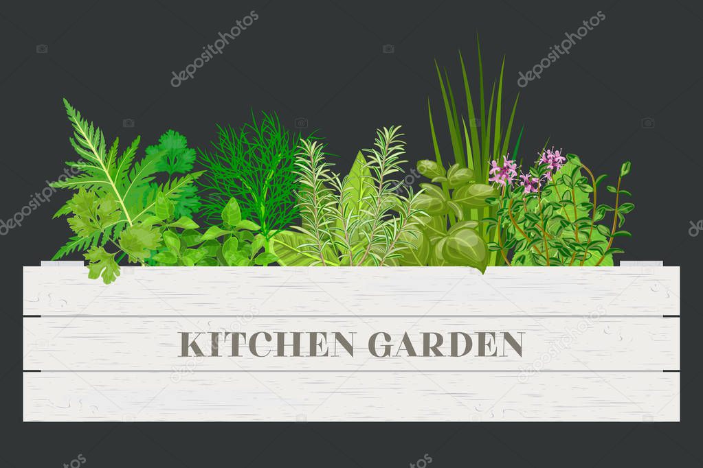 White wooden crate of farm fresh cooking herbs with labels in wooden box. Greenery basil, rosemary, chives, thyme, oregano with text.