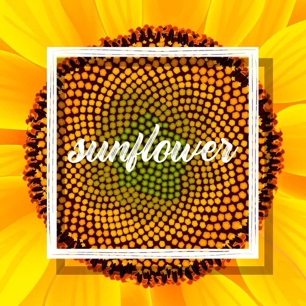 Kartu bunga matahari dengan bingkai putih - Stok Vektor
